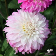 Pink Petticoat Dahlia Knöl