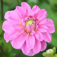 Pink Pop Dahlia Tuber