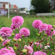 Pink Pop Dahlia Tuber