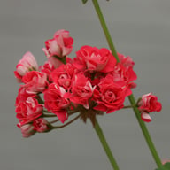 Pink Rosebud Pelargon Stickling