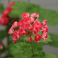 Pink Rosebud Pelargon Stickling