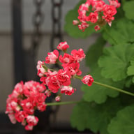 Pink Rosebud Pelargon Stickling