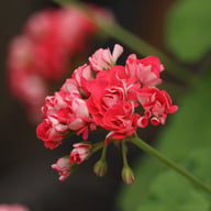 Pink Rosebud Pelargon Stickling