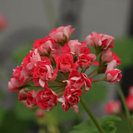 Pink Rosebud Pelargon Stickling