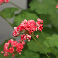 Pink Rosebud Pelargon Stickling