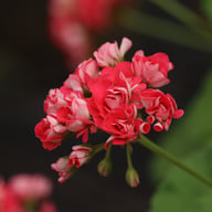 Pink Rosebud Pelargon Stickling
