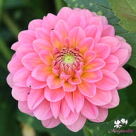 Pink Runner Dahlia Tuber