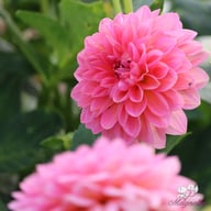 Pink Runner Dahlia Tuber