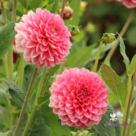 Pink Runner Dahlia Tuber
