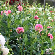 Pink Runner Dahlia Tuber