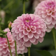 Pink Silk Dahlia Tuber