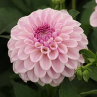 Pink Silk Dahlia Tuber
