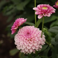 Pink Silk Dahlia Tuber