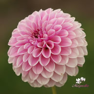 Pink Silk Dahlia Tuber
