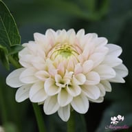 Pink Silk Dahlia Tuber