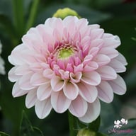 Pink Silk Dahlia Tuber