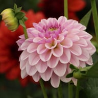 Pink Silk Dahlia Tuber