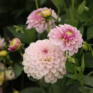 Pink Silk Dahlia Tuber
