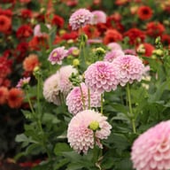 Pink Silk Dahlia Tuber