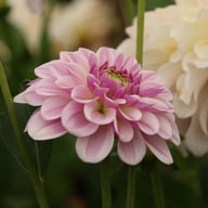 Pink Silk Dahlia Tuber