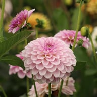 Pink Silk Dahlia Tuber