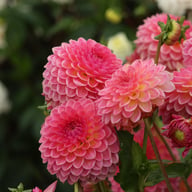 Pink Suffusion Dahlia Tuber