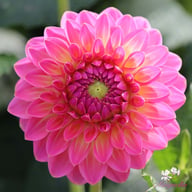 Pink Suffusion Dahlia Knöl