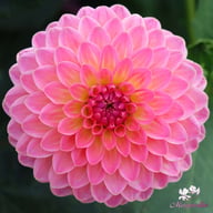Pink Suffusion Dahlia Knöl