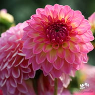 Pink Suffusion Dahlia Knöl