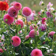 Pink Suffusion Dahlia Knöl