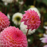 Pink Suffusion Dahlia Tuber