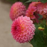 Pink Suffusion Dahlia Tuber