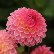 Pink Suffusion Dahlia Tuber