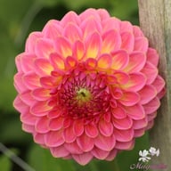 Pink Suffusion Dahlia Knöl