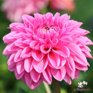 Pink Sylvia (Sandra) Dahlia Tuber