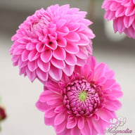 Pink Sylvia (Sandra) Dahlia Tuber