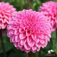 Pink Sylvia (Sandra) Dahlia Tuber