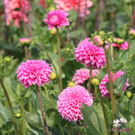 Pink Sylvia (Sandra) Dahlia Tuber