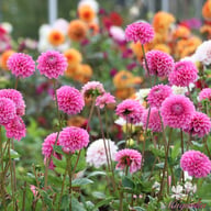 Pink Sylvia (Sandra) Dahlia Tuber