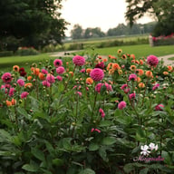 Pink Sylvia (Sandra) Dahlia Tuber