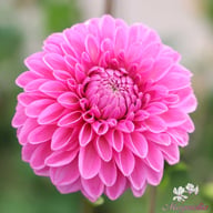 Pink Sylvia (Sandra) Dahlia Tuber