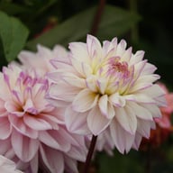 Pink Twilight Dahlia Tuber