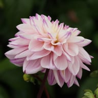 Pink Twilight Dahlia Tuber