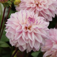 Pink Twilight Dahlia Tuber