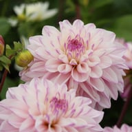 Pink Twilight Dahlia Tuber