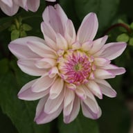 Pink Twilight Dahlia Tuber