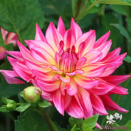 Pinkie Swear Dahlia Tuber