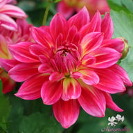 Pinkie Swear Dahlia Tuber