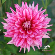 Pinkie Swear Dahlia Tuber