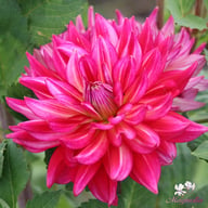Pinkie Swear Dahlia Tuber